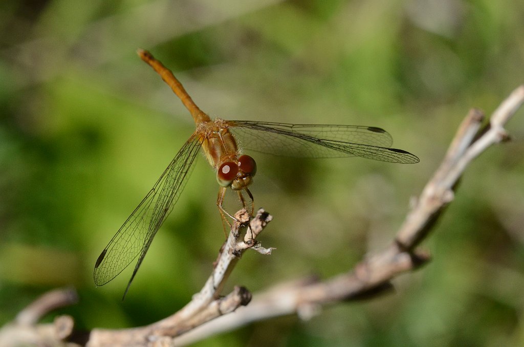 121 2016-08233661 Royalston, MA.JPG - Yellow-legged Meadowhawk Dragonfly (Sympetrum vicinum). Tom and Lynn Kellner's house, Royalston, MA, 8-23-2016